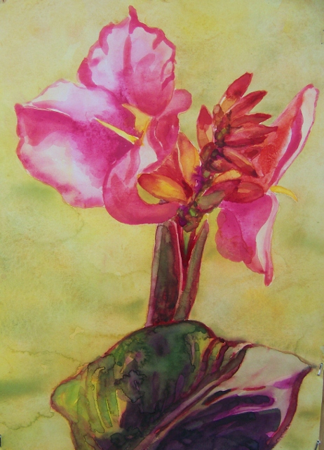 Canna flower wc